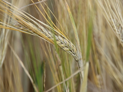  <a style='color: #fff;' href='/uploaded/photo/concentration-berydeuche-2014-53bb0bde896ec.jpg'>(Télécharger)</a>