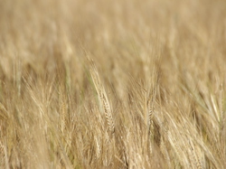  <a style='color: #fff;' href='/uploaded/photo/concentration-berydeuche-2014-53bb0be06760b.jpg'>(Télécharger)</a>