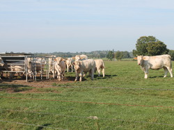  <a style='color: #fff;' href='/uploaded/photo/rallye-d-automne-2014-54be94fccf19c.jpg'>(Télécharger)</a>