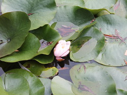  <a style='color: #fff;' href='/uploaded/photo/rallye-d-automne-2014-54be9ba8cb33c.jpg'>(Télécharger)</a>