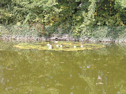  <a style='color: #fff;' href='/uploaded/photo/rallye-d-automne-2014-54be9c74540db.jpg'>(Télécharger)</a>