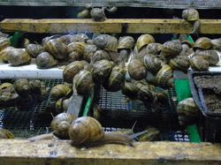  <a style='color: #fff;' href='/uploaded/photo/sortie-de-printemps-2016-571d2a6c72ac6.jpg'>(Télécharger)</a>